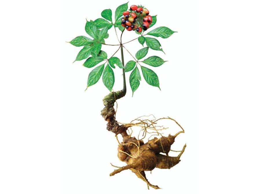 SÂM NGỌC LINH NGUYÊN CỦ
